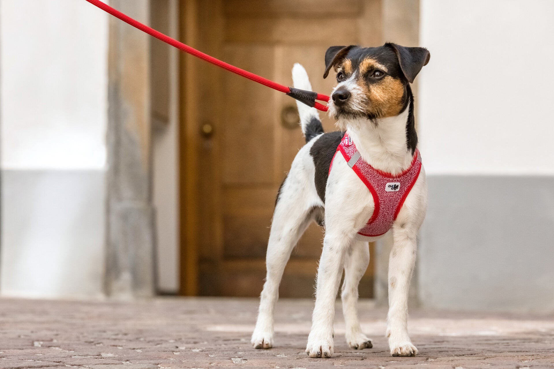 Curli Magnetic Air-Mesh Vest Dog Harness, Black, Large